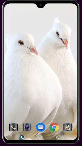 HD Pigeon Wallpaper screenshot 15