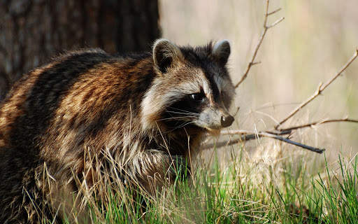 Raccoon Wallpaper screenshot 5