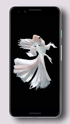 Wallpaper Ikan Cupang HD screenshot 2
