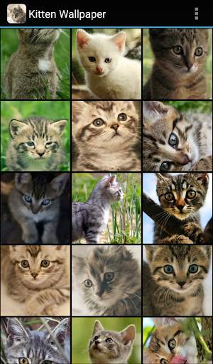 Kitten Wallpaper screenshot 2