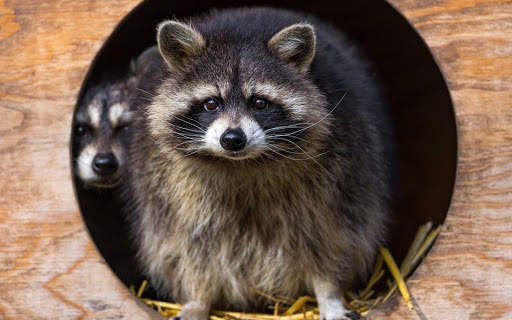 Raccoon Wallpaper screenshot 4