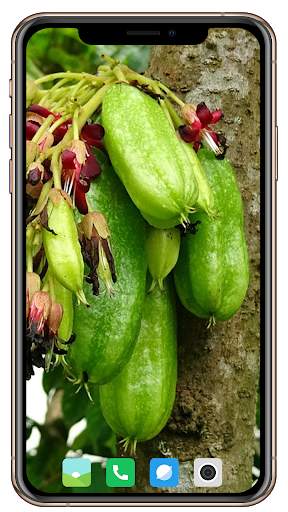 Fruit Trees Wallpaper HD screenshot 13