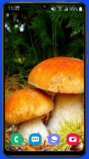 Mushroom Wallpaper Best HD screenshot 16