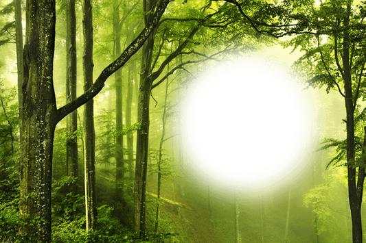 Forest Photo Frame 6 تصوير الشاشة