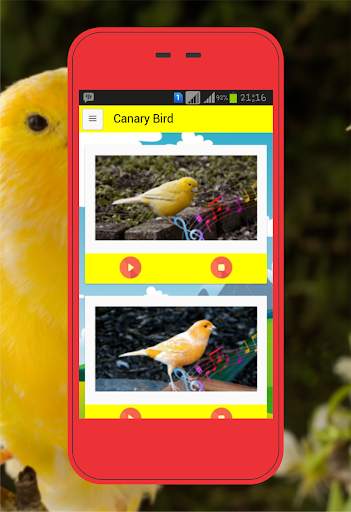 Canary Birds screenshot 1