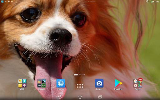 Chihuahua live wallpaper screenshot 5