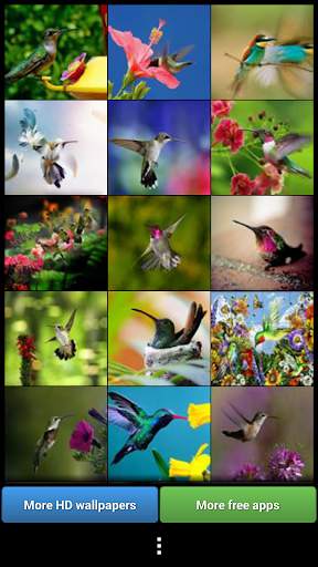 Hummingbirds HD Wallpaper screenshot 1