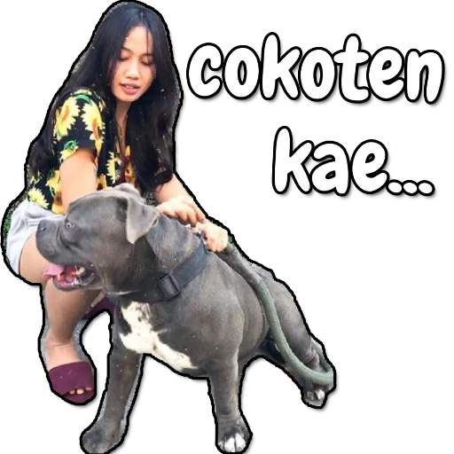 Perang Gambar Stiker WhatsApp - WaStickersApp 1.6