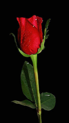 Red Rose Live Wallpaper screenshot 1