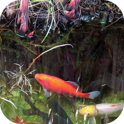 Koi Video Live Wallpaper FREE 2.0