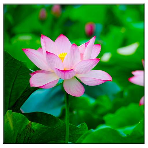 Lotus Live Wallpaper 1.0
