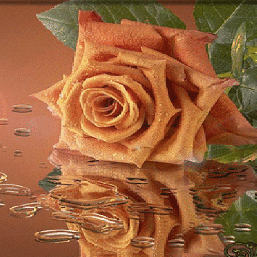 Chocolatey Rose Live Wallpaper icon
