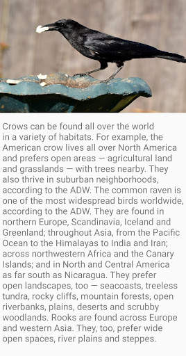 Crow Bird Fact screenshot 3