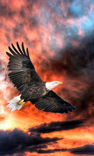 Eagle Live Wallpaper : 7fon & LWP screenshot 1