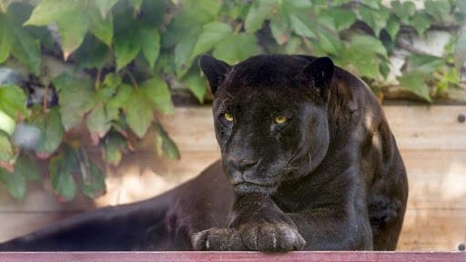 Panther Wallpapers: backgrounds hd screenshot 22
