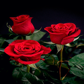 Beautifully Roses LWP icon