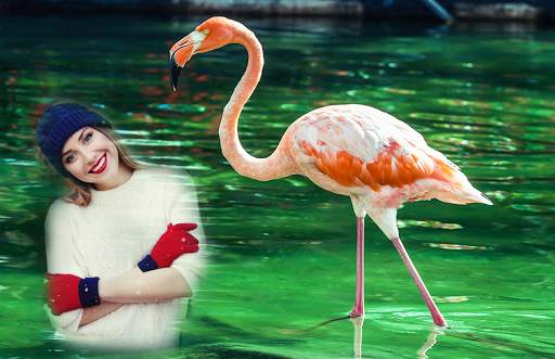 Flamingo Photo Editor - flamingo photo frames screenshot 3