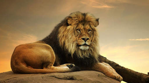 Angry Lion Jungle Attack स्क्रीनशॉट 2
