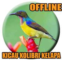 Suara Kolibri Kelapa Gacor