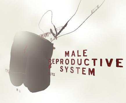 Male Reproductive System 3D screenshot 1
