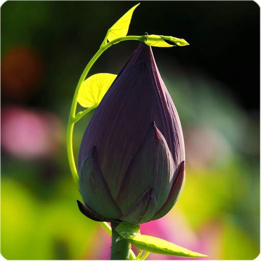 Lotus Live Wallpaper 1.3