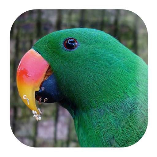 Parrot Sounds 1.4