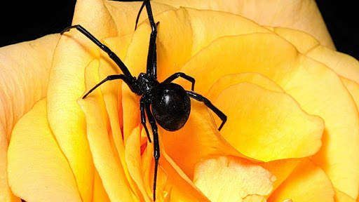 Spider Wallpapers HD & 4k Backgrounds screenshot 24