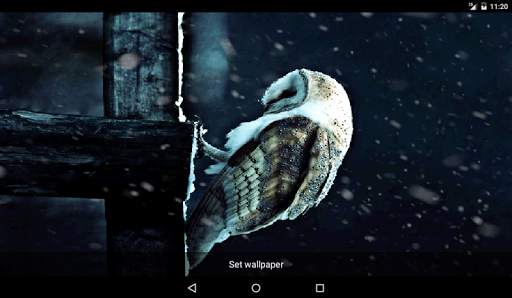 Грустная Сова HD Живые обои 3 تصوير الشاشة
