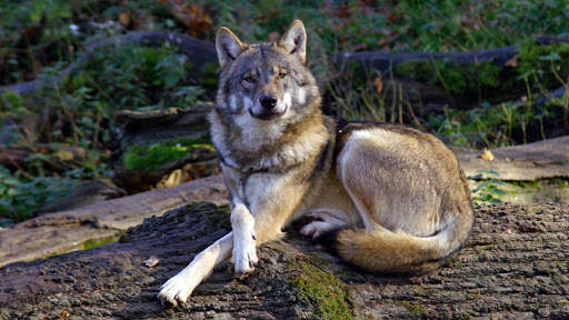 Wolf Live Wallpaper (Wallpapers & Backgrounds) screenshot 8