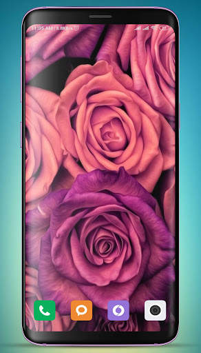 Rose Wallpaper HD screenshot 8