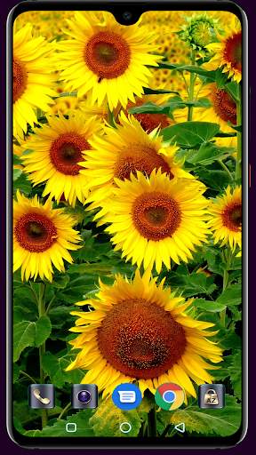 Sunflower Wallpaper 4K Latest स्क्रीनशॉट 5