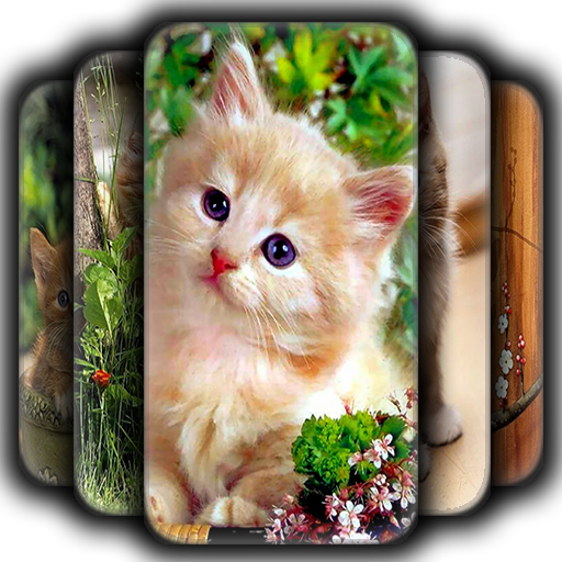 Kitten Wallpaper icon