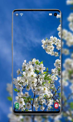 Cherry Blossom Wallpaper screenshot 2