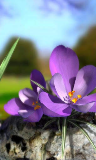 Nature Live ❁ Spring Flowers 3D screenshot 1