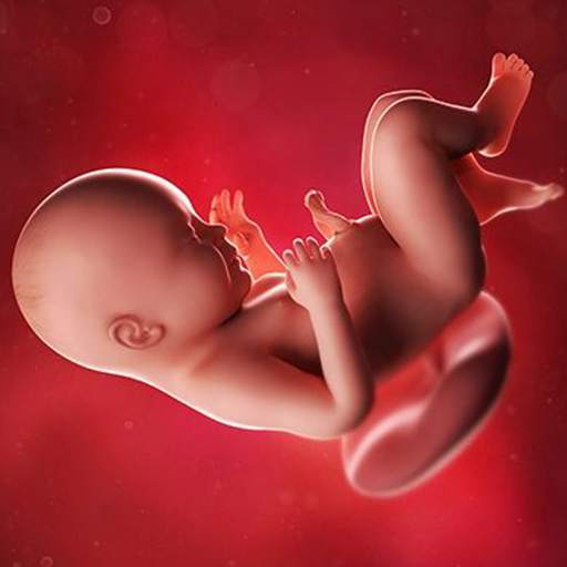 Pregnancy Week by week 1.00006
