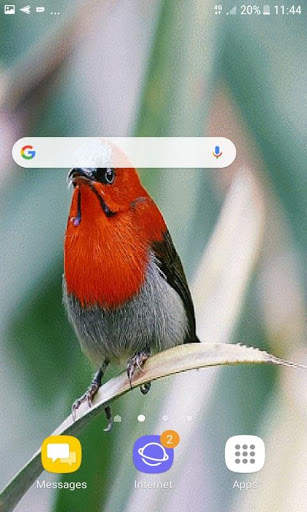 Red Bird Live Wallpaper screenshot 3