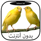 أجمل أصوات طائر الكناري ولحسون أيقونة