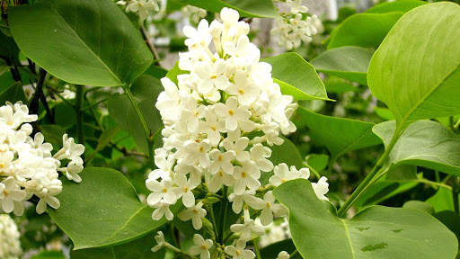 Lilac Flowers Live Wallpaper (Backgrounds) screenshot 13