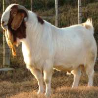 Goat Farming:Buy Sell Vaccine on 9Apps