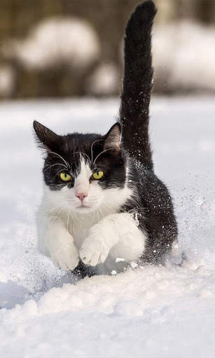 Snow Cats Live Wallpaper screenshot 7
