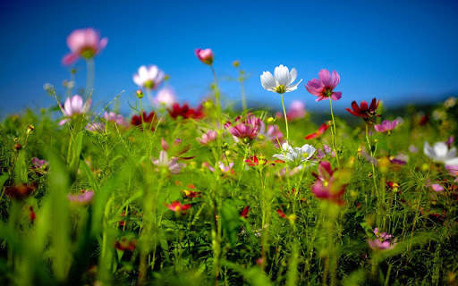 Flowers Live Wallpaper screenshot 10
