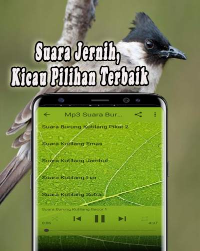 Suara Burung Kutilang Offline 4 تصوير الشاشة