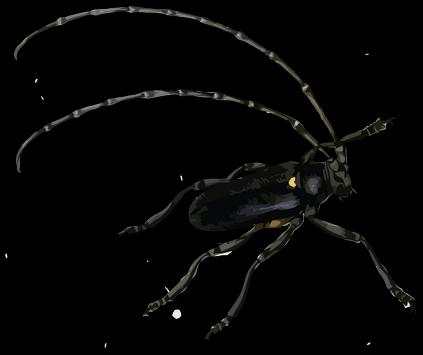 Live insects wallpaper screenshot 3