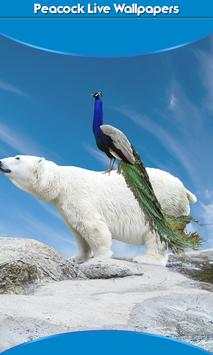 Peacock Live Wallpapers 1 تصوير الشاشة