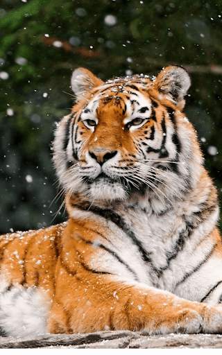 Tiger Live wallpaper screenshot 23