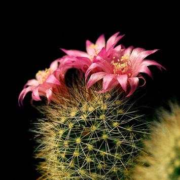 Cactus Live Wallpaper screenshot 6