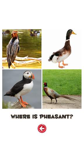 Learn the Birds screenshot 2