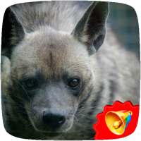 Hyena Sounds