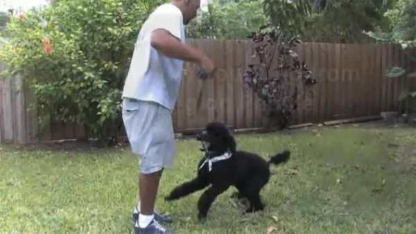 Dog Training Video screenshot 3