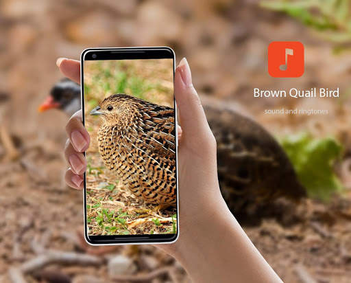 Brown Quail Bird Sounds screenshot 1